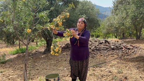 Şifa deposu alıçta hasat başladı: Kilosu 200 TL'den alıcı buluyor
