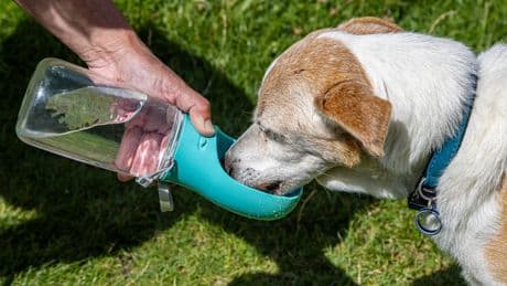 Cooler Begleiter für heiße Tage: Die beste Trinkflasche für Hunde