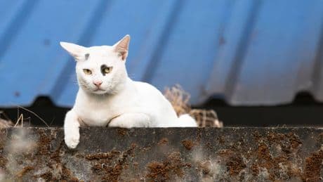 Großmarkt in Köln: Sorge um Katzen – jetzt die Lösung