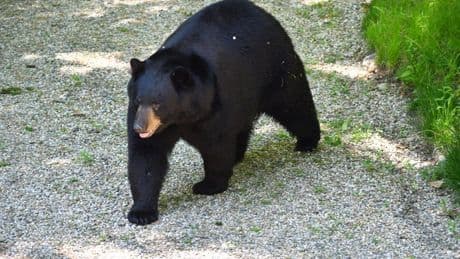 Elderly man, 89, and his dog killed in brutal black bear attack in Florida as lab workers make grisly discovery