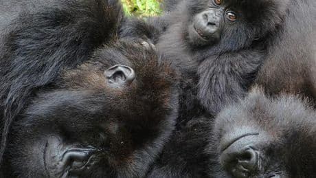 Study finds female mountain gorillas prefer to join 'buddies'