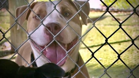 Keeping animals of all sizes, from cats to horses, cool during record heat