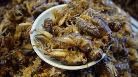 Ni cerdos ni grillos: los animalistas también vetan las proteínas de insectos
