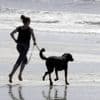 Chiens sur les plages. « Nous sommes trop nombreux pour vivre sans règles »