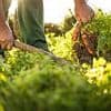 It's a MOSS-have! Why gardeners' great green enemy is now a friend - and experts are advising them to allow the weed to flourish