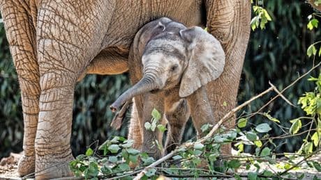 Opel-Zoo im Taunus: Elefantenbaby Kaja erkundet Schlamm und Zweige