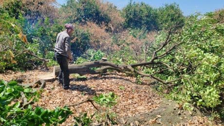 Çiftçiler don afetinde kuruyan narenciye ağaçlarını kesiyor