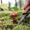 Jetzt noch schnell in den Wald : Das sind die besten Orte zum Pilzesammeln in Berlin