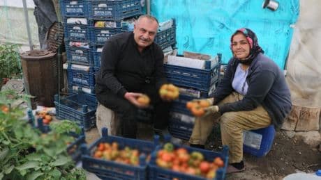 Tarlada 28 TL’den satılıyor, marketten pazardan alan zarar ediyor! Kilosu 100 TL’yi buluyor, vatandaş resmen kazıklanıyor
