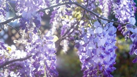 7-foot climbing Wisteria that blooms vibrant flowers twice a year plummets to under £60 in sale