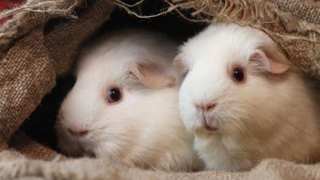 Tierheim Bremen nimmt mit Maden übersäte Meerschweinchen auf