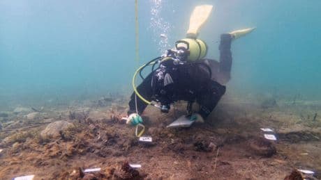 Exploran la ría de Arousa y encuentran por casualidad una especie desconocida para la ciencia