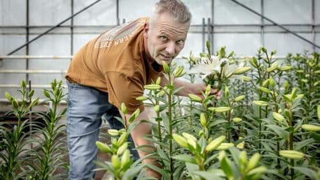 Bollenboeren zijn beschuldigingen over gebruik verboden gif beu: ’We worden er altijd op aangekeken’