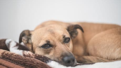 Babesiose auf dem Vormarsch: Warum jeder Hundehalter jetzt handeln muss