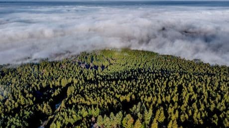 Want to plant trees to offset fossil fuels? You'd need all of North and Central America, study finds