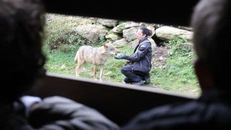 El turismo del lobo deja ya 1,8 millones de euros anuales en la Sierra de la Culebra