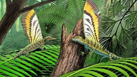 Fossilien: Wundersame Echsen