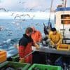 EU genehmigt sich viel zu viel Fischerei: Fangquoten beruhen auf falschen Bestandsgrößen