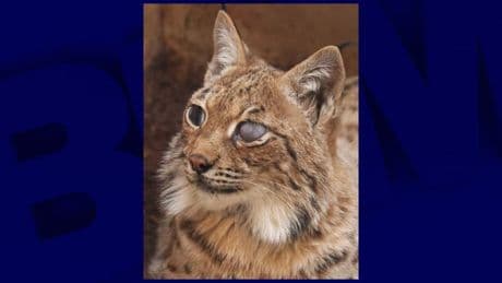 "Elle s'est très vite adaptée": une jeune lynx boréal aveugle recueillie par l'association Tonga dans la Loire