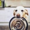 Iran : les chiens privés de promenades dans plusieurs villes du pays