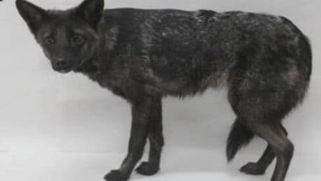 En 2021, alguien atropelló lo que creía que era un perro: hoy sabemos que era un animal que no debería haber nacido