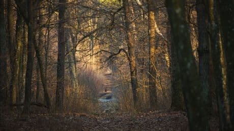 Lost Place bei Bremen: Entlegenes Mausoleum verborgen im Wald entdecken