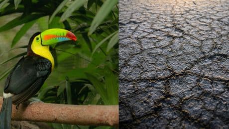 Gli uccelli tropicali stanno scomparendo, l'allarme degli esperti: cambiamento climatico e ondate di calore le cause