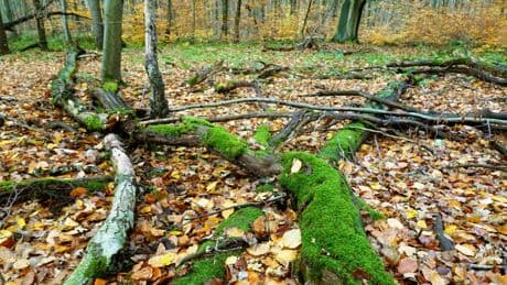 Lost Place nahe Hannover: das Jagdhaus der Familie Bahlsen