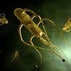 Major warning as UK cases of Victorian 'bleeding disease' reach record high