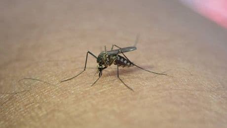 El mejor remedio para los mosquitos es este invento que además enfría tu casa sin gastar luz