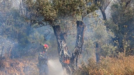 Villages Evacuated on Greek Island as Wildfires Rage