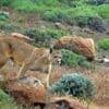 Un puma s’attaque à une enfant de 11 ans et charge sa famille avant d’être abattu, aux États-Unis