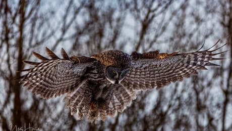 Bird enthusiasts say owl populations are exploding in Alberta