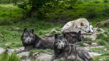 The US government killed nearly 2 million wild animals last year. Why?