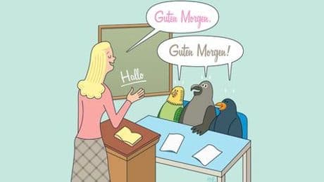Rätsel des Alltags: Warum können manche Vögel sprechen lernen?