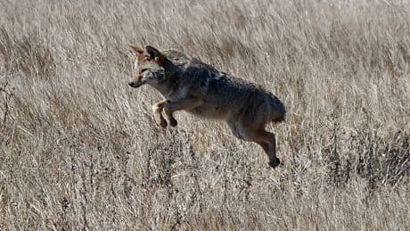 Police issue warning after coyote bites 12-year-old boy north of Toronto