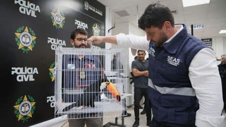 Illegaler Wildtierhandel in Rio: Polizei befreit Exoten