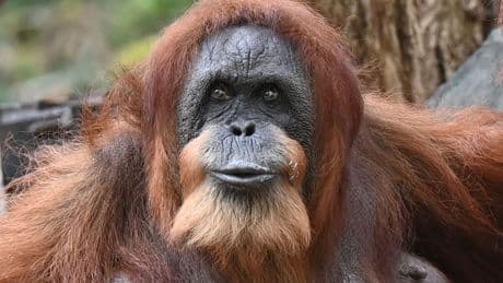 Wohl ältester Orang-Utan der Welt - Ziehsohn hält Bella fit