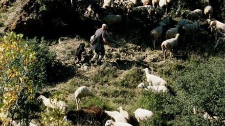En Valencia los pastores se resisten a la desaparición de su oficio, así que han tenido una idea: convertirlo en "carrera"