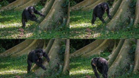 🌟The Bright Side: Chimp drumming patterns contain elements of human rhythm