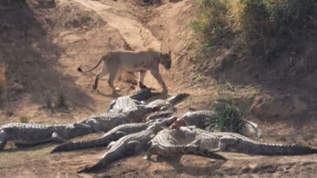 Brutaler Kampf um totes Zebra - 12 Krokodile gegen eine Löwin