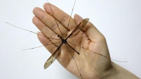Éste es el mayor mosquito del mundo: tiene alas de 11 cm y no cabe en la mano
