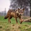 Wolf die hardloper op Hoge Veluwe beet nog niet gedood, rechter wil meer tijd