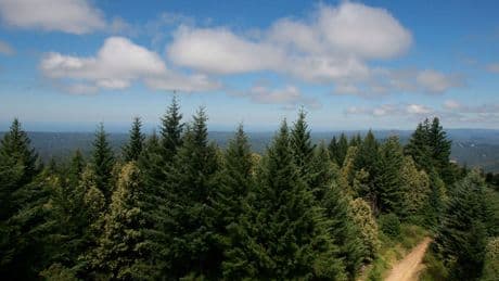 Can the U.S. Timber Industry and Forest Carbon Credit Programs Coexist?