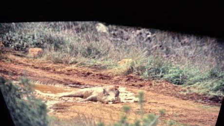 El problema del jabalí en los núcleos urbanos