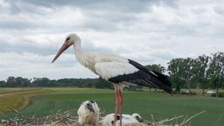 Tatort Vögelsen: Störche mit Drohne aus Nest vertrieben? - Polizei ermittelt