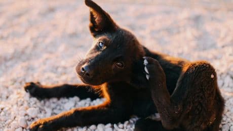 Por qué mi perro no para de rascarse: causas del picor en perros