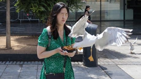 Las gaviotas de Barcelona aprenden a robarle las gambas a los turistas