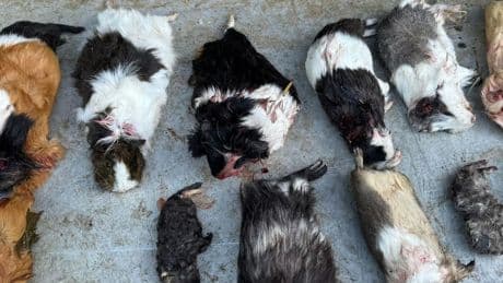 14 Tiere mit Luftgewehr erschossen - Meerschweinchen-Massaker im Wildpark