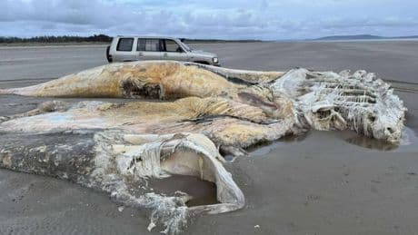 Giant mystery creature washes up on Wales beach – but what is it?